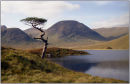 Lone Tree